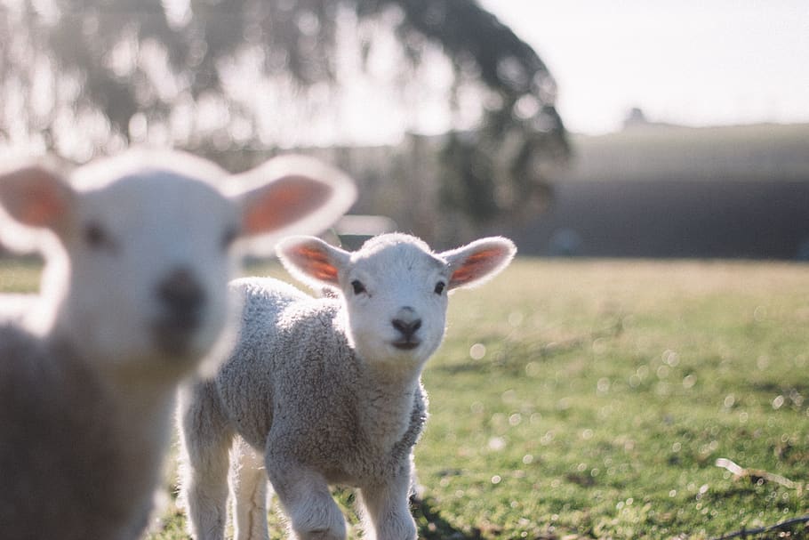 sheep, animal, green, grass, farm, nature, sunshine, summer, bokeh, blur