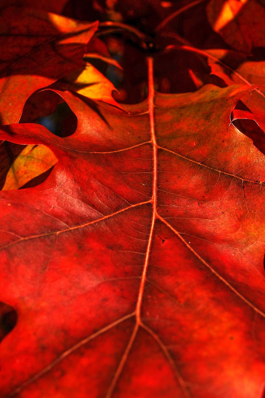 hoja, follaje, otoño, naturaleza, colorido, en el otoño, planta, temporada, árbol, estado de ánimo