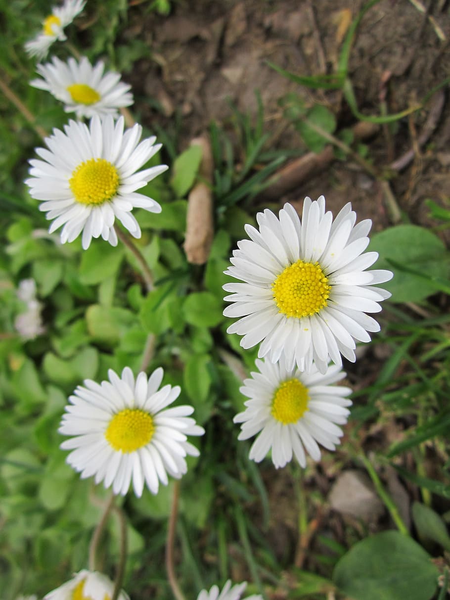 bellis perennis, english daisy, common daisy, lawn daisy, woundwort, bruisewort, flora, wildflower, daisy, species