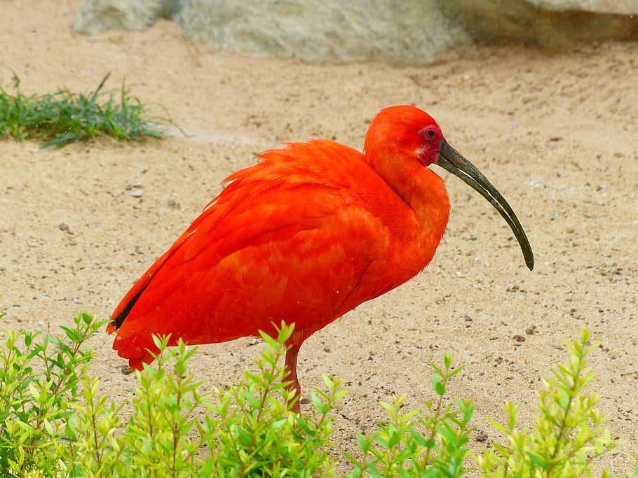 Scarlet Ibis, Bird, red, bright red, orange, colorful, color, eudocimus ruber, red ibis, ibis