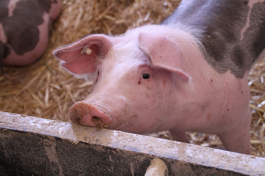 pig, stall, livestock, dirty, piglet, pet, pigs, agriculture, proboscis, pig breeding