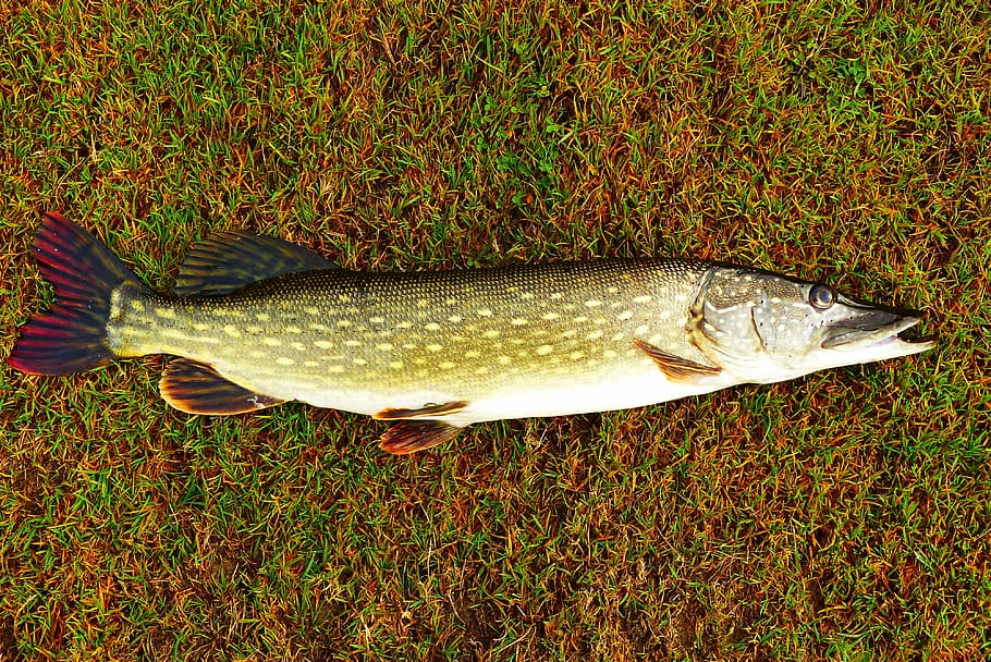 the pike, fish, lawn, caught, fishing, lake, beach, animals, nature, at the court of