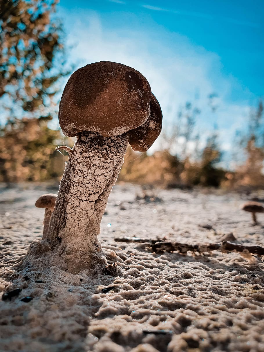 mushroom, nature, autumn, close up, amanita, mushrooms, ground, brown cap, hat, tree