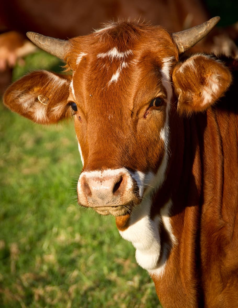 marrón, blanco, fotografía de vaca, vaca, ternero, ganado, acciones, jóvenes, cara, cuernos