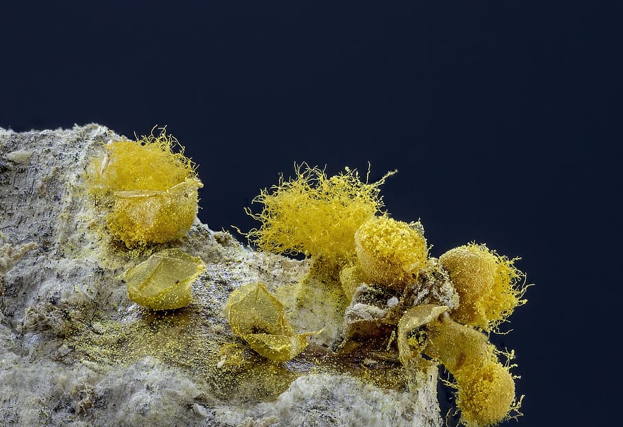 slime-mold, spores, threads, yellow, micro, macro, tiny, close-up, split, disperse