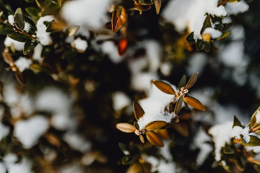 buxus, nieve, invierno, boj, cubierto, fresco, planta, árbol, naturaleza, belleza en la naturaleza