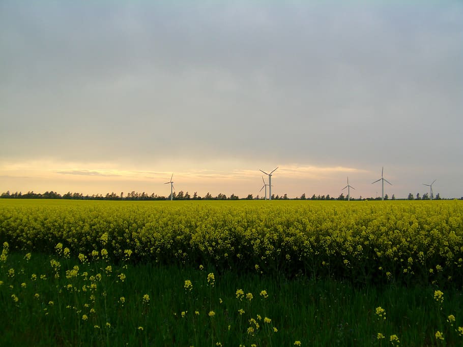 oilseed rape, field of rapeseeds, rügen, windmills, northern germany, landscape, sky, nature, electricity, wind Turbine