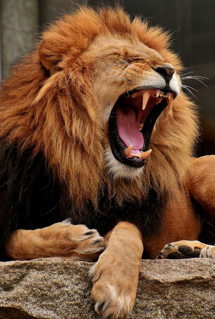 brown, black, lion, stone fragment, predator, yawn, dangerous, mane, cat, male