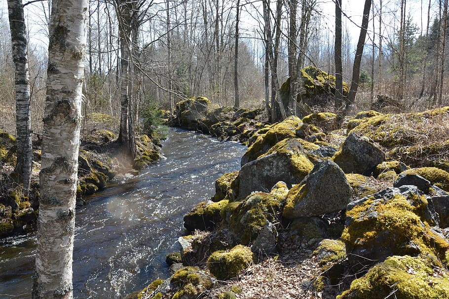 river, stones, moss, birch, trees, nature, forest, nature photo, spring, water