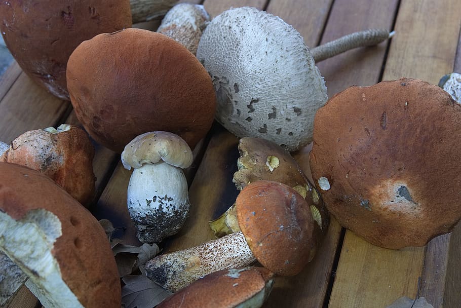 boletus, ceps, mushrooms, edible, bolete orange, fungus, forest, undergrowth, collection, fall