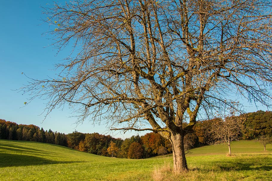 meadow, fruit tree, autumn, nature, landscape, orchard, trees, grass, green, plant