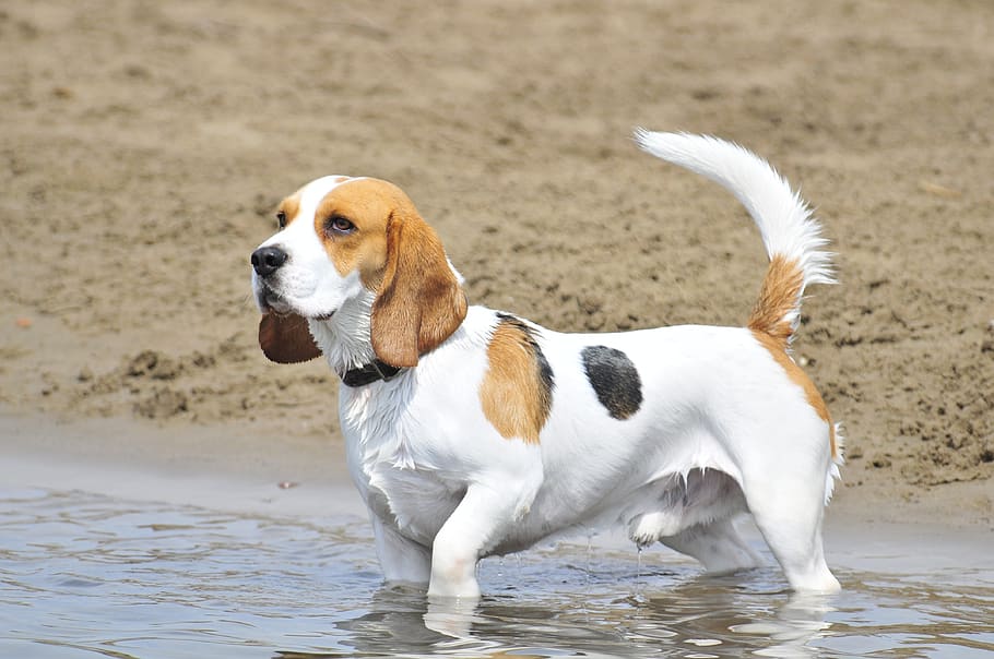 dog, animals, pets, cute, race, beach, hollidays, swim, water, beagle