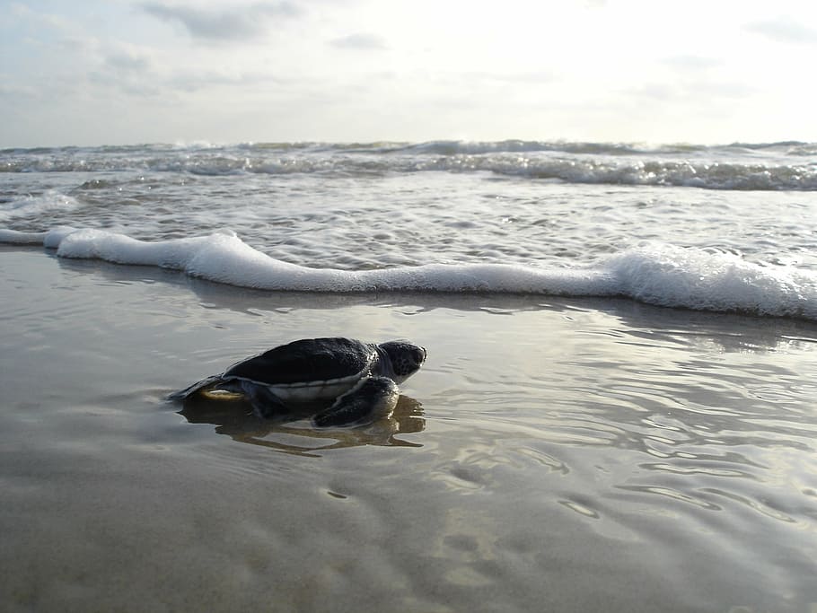 sea turtle, crawling, body, water, green sea turtle, hatchling, beach, ocean, surf, sand