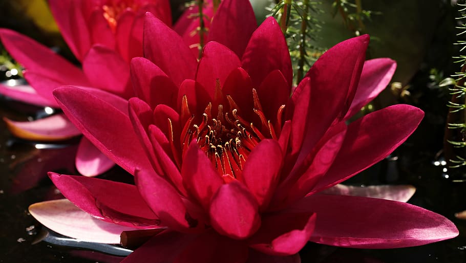 fotografi makro, merah, bunga lotus, bunga teratai, nuphar lutea, tanaman air, mekar, kolam, alam, bunga