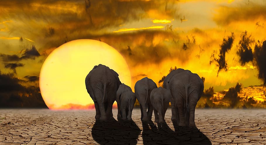 ilustrasi gajah, matahari, alam, emosi, perubahan iklim, fantasi, komposisi, gajah, gurun, kekeringan