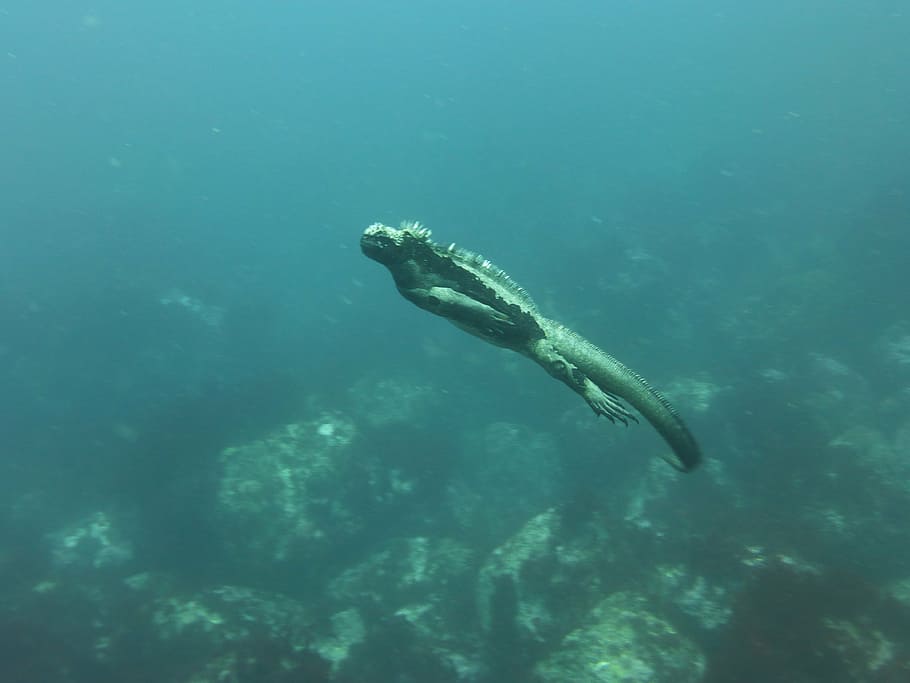 marine iguana, galapagos, diving, reptile, iguana, lizard, animal, wildlife, ecuador, swimming