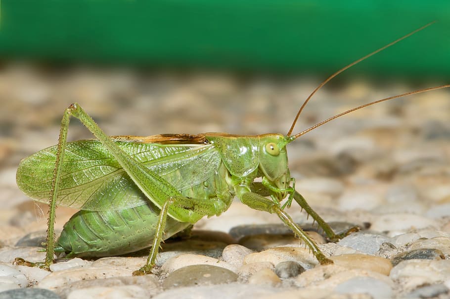 katydid, grasshopper, insect, bug, macro, nature, green, one animal, animal themes, animal