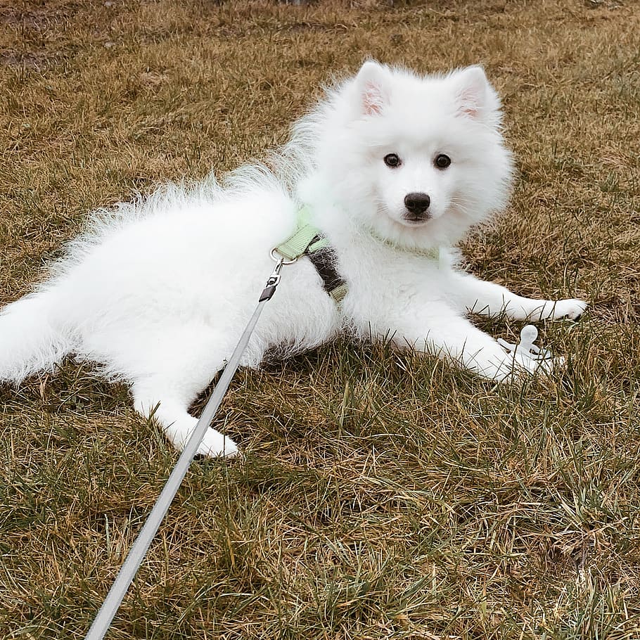 Japanese Tip The Japanese Spitz Puppy Spitz Cute White Fur Autumn Animals Pxfuel