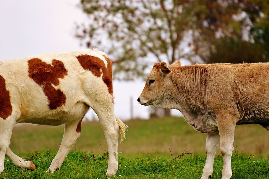 牛, アルゴイ, かわいい, 反ru動物, 乳牛, 牧草地, 動物, 農場, 家畜, 草