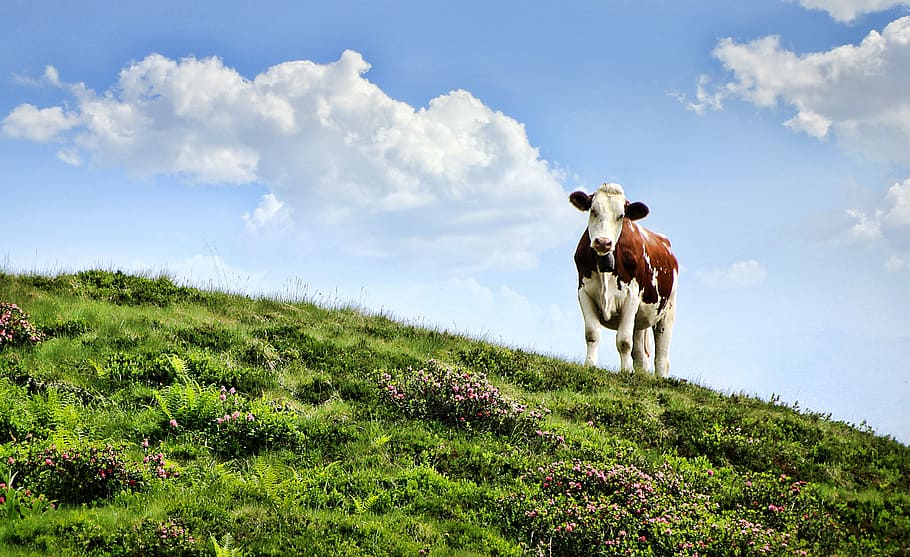 brown, white, cow, green, hill, daytime, pasture, alm, mountains, mountain