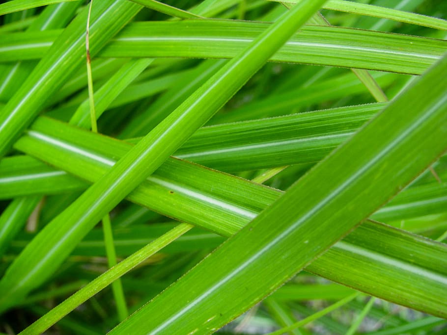 green leaves, green, leaves, plants, green color, full frame, backgrounds, close-up, freshness, growth