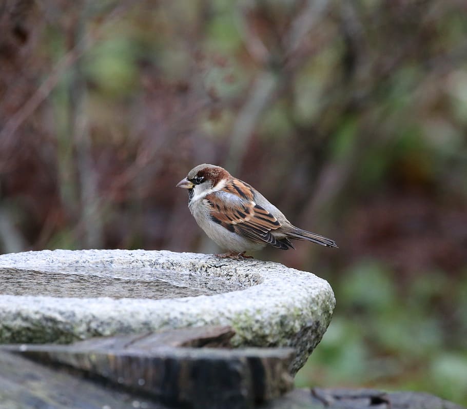 bird, house sparrow, passer domesticus, springs, birdbath, nature, animal, wildlife, sparrow, outdoors