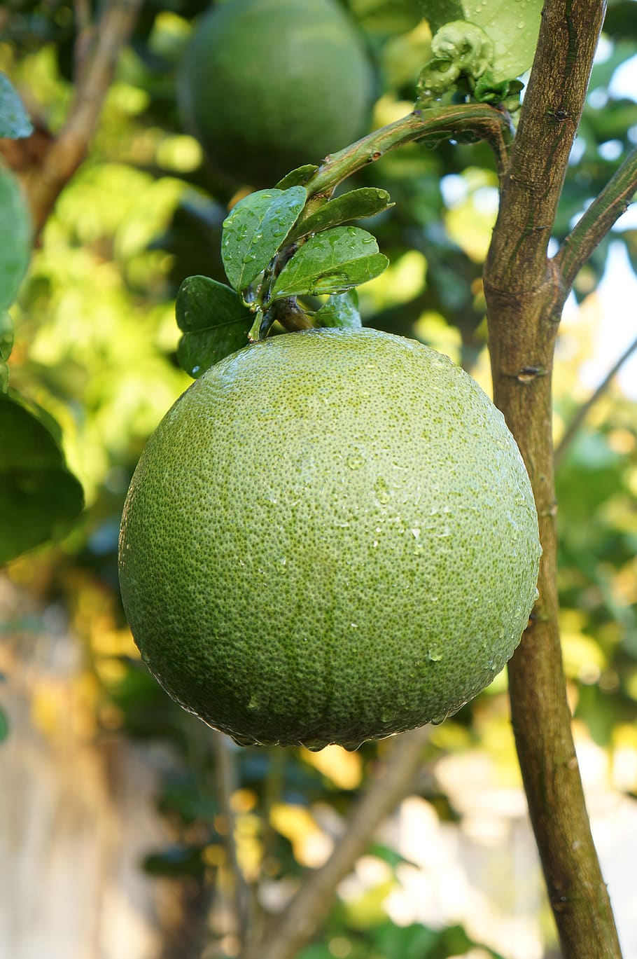 grapefruit, green skin pomelo grapefruit, fruits, plant, fruit, tree, food, food and drink, growth, healthy eating