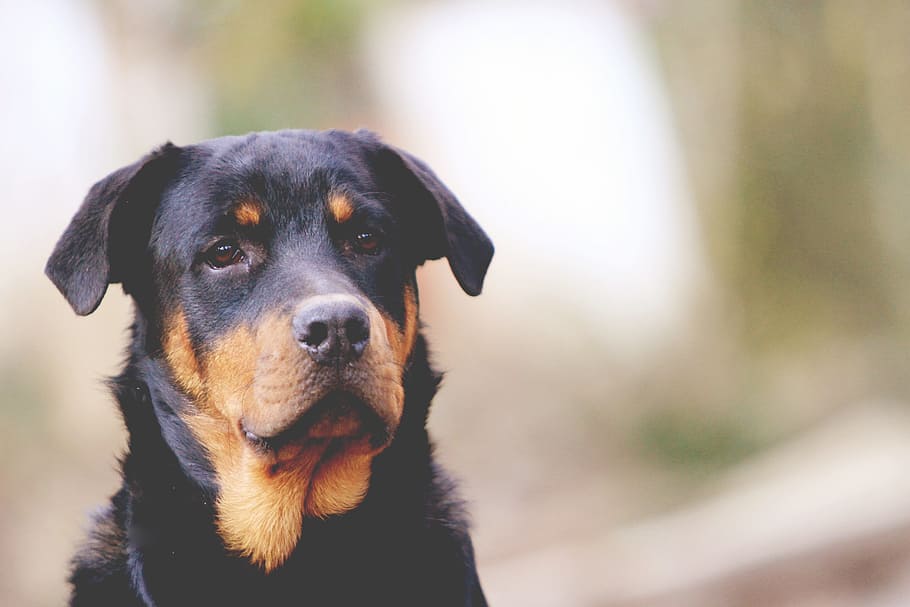 Rottweiler de caoba adulto, foto de enfoque, perro, mascota, animal, canino, un animal, nacional, mascotas, mamífero