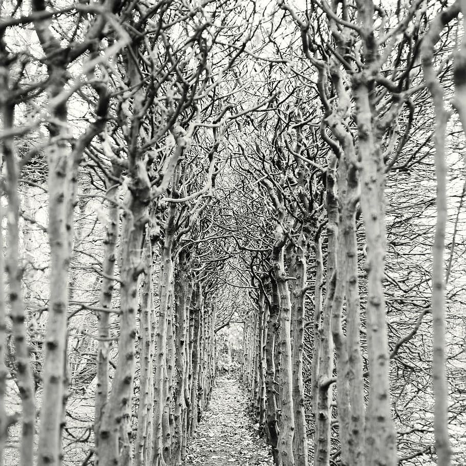foto grayscale, pohon, jauh, kosong, jalan, hiking, jalan hutan, romansa, sw, hitam dan putih