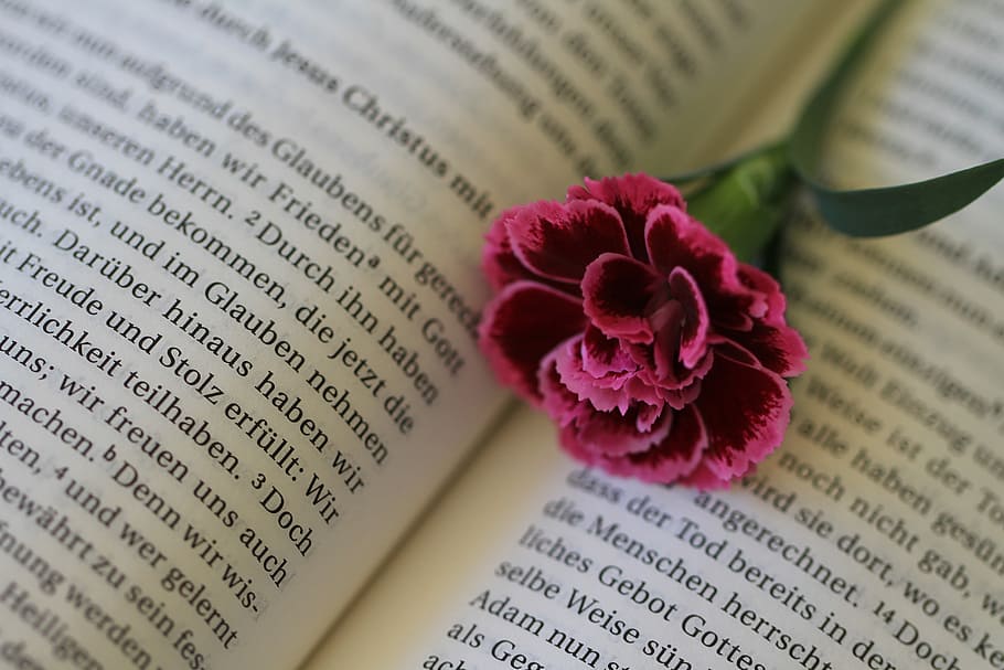 red, carnation, white, book, bible, read, christianity, christian, religion, believe