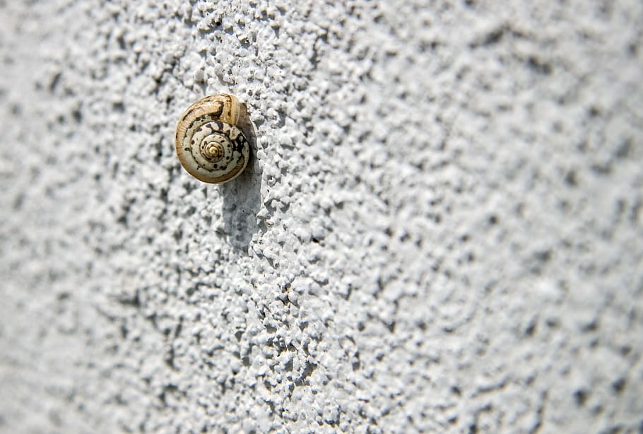 snail, concrete, wall, snail on the wall, loneliness, testing, power, the purpose of the, sorrow, sun