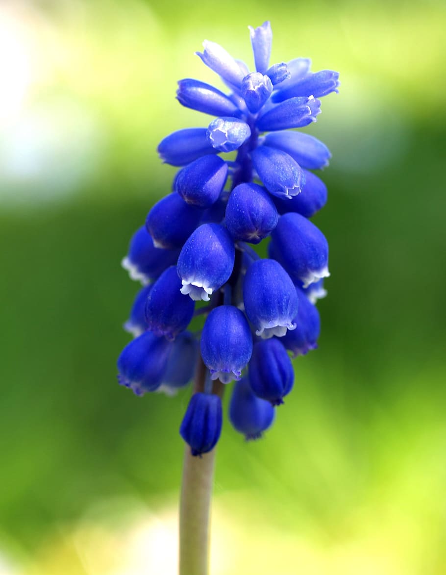selectivo, foto de enfoque, azul, planta con flores de pétalos, jacinto de uva, muscari botryoides, flor, planta, naturaleza, al aire libre