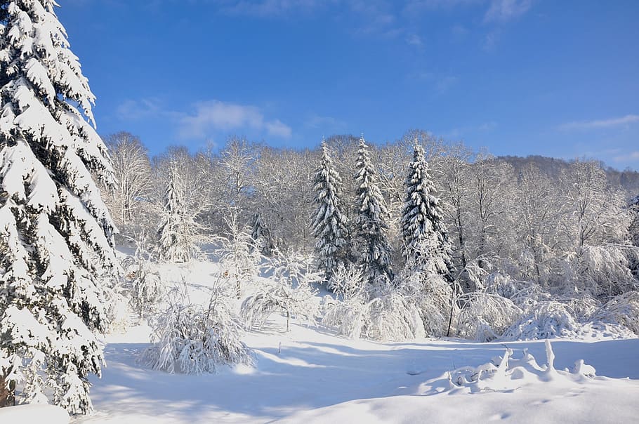 vosges, winter, snow, nature, forest, tree, frost, cold - Temperature, landscape, season