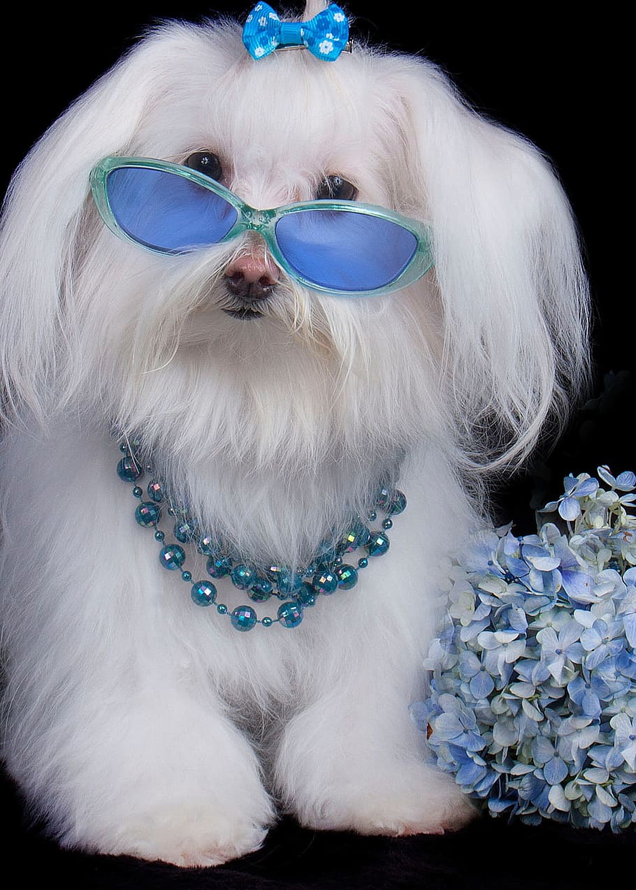 pet, malts, glasses, dog, canine, fashion, blue, pets, domestic animals, domestic