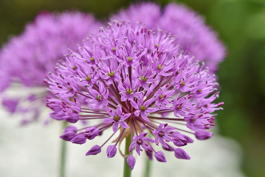 selective, focus photography, purple, flowers, ornamental onion, allium stratos, allium, violet, spring flower, flower