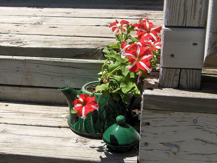 petunia, teapot, spring, steps, still life, flower, flowering plant, wood - material, plant, nature