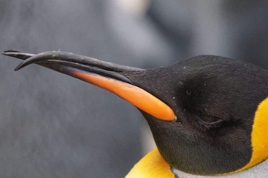 Pico de un pingüino emperador negro y naranja