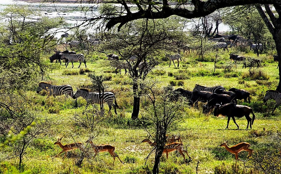 tanzania, africa, animal, wildlife, safari, nature, reserve, wild, travel, natural