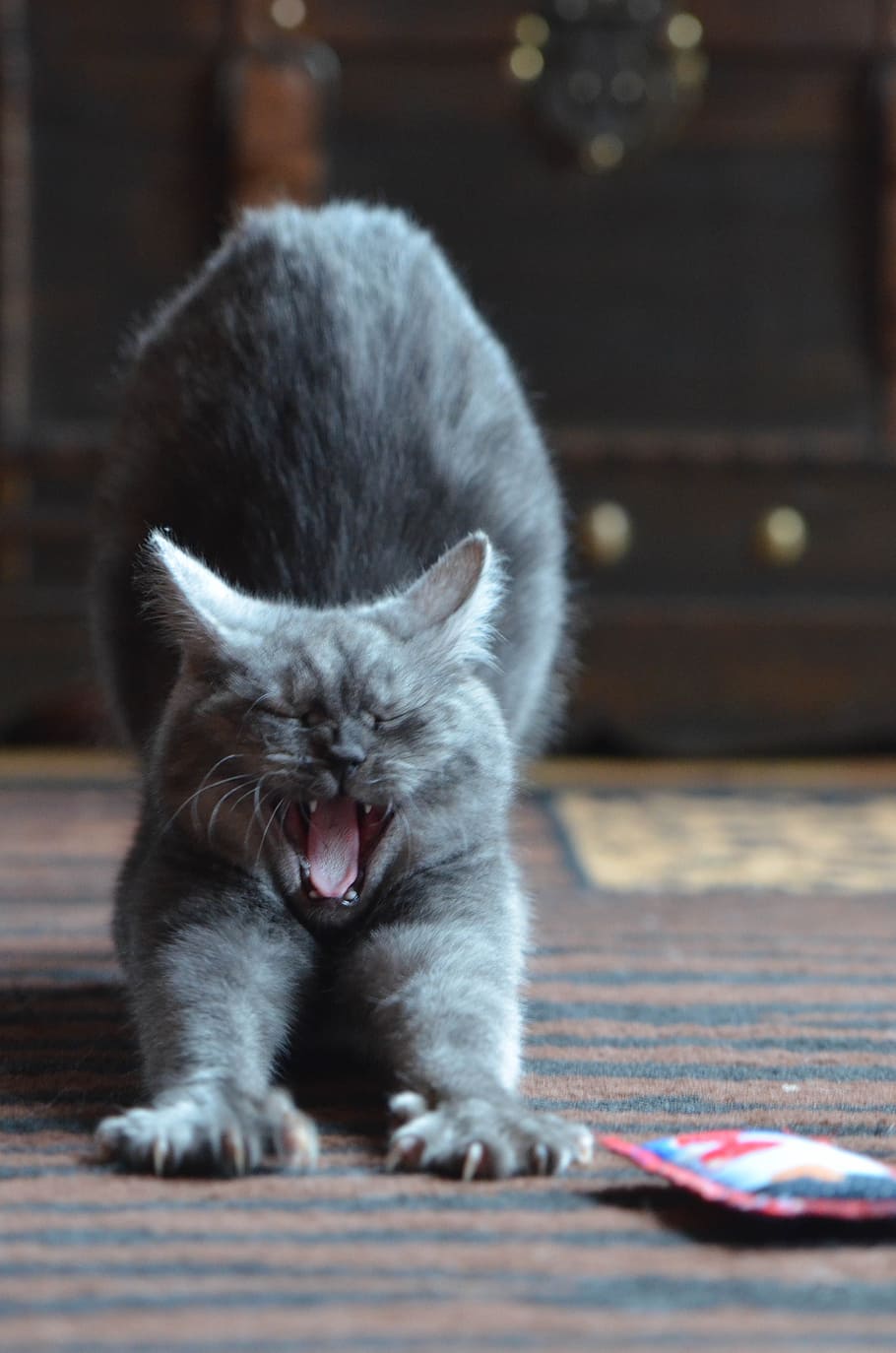 gray, cat, brown, black, area rug, yawning, breed cat, yawn, sweet, mammal