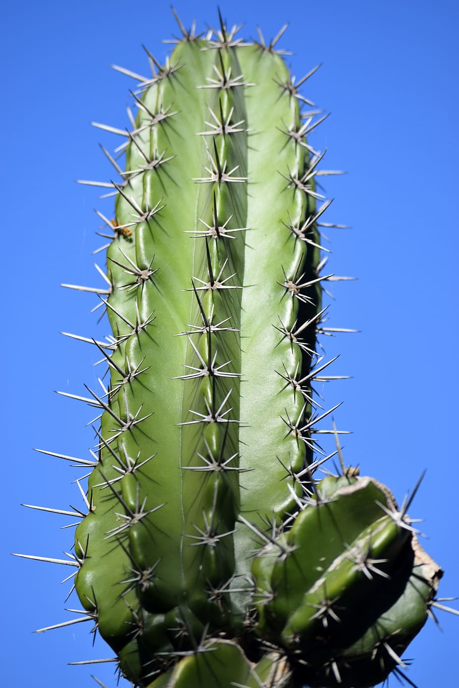 Cactus, planta, naturaleza, verde, jardín, botánico, floral, suculento, desierto, natural