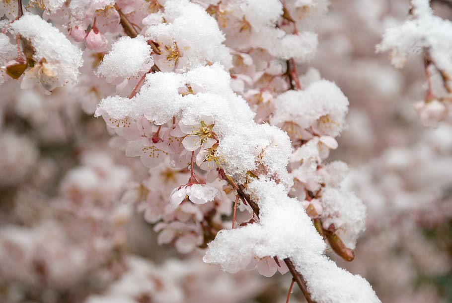 cherry blossom, snow, spring, branch, cherry, pink, blossom, cold temperature, winter, frozen