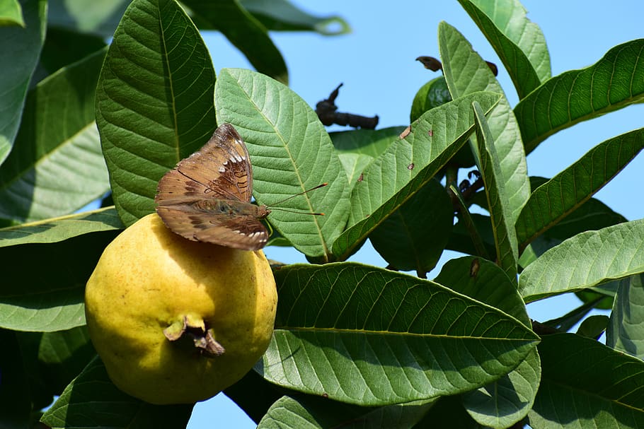 guava, fruits, insect, butterfly, green, fresh, nature, healthy, tropical, food