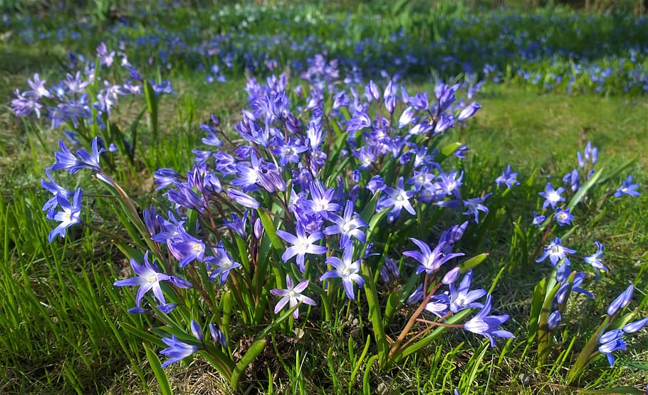 flowers, spring, garden, blomsterplantering, our characters, flower, plant, vårstjärna, blue, spring flower