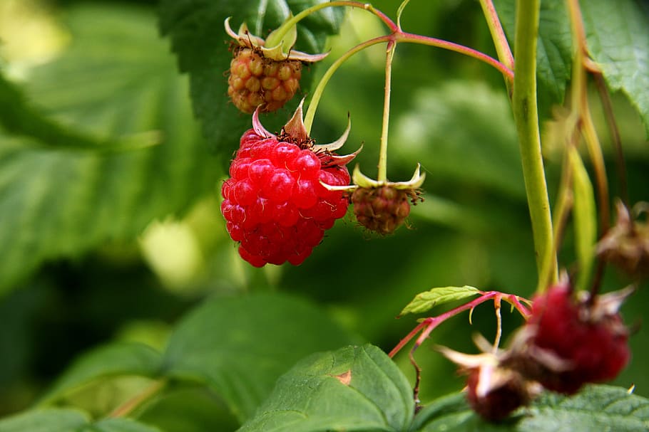 raspberry, raspberries, plant, fruit, red, food, ripe, nature, freshness, berry Fruit