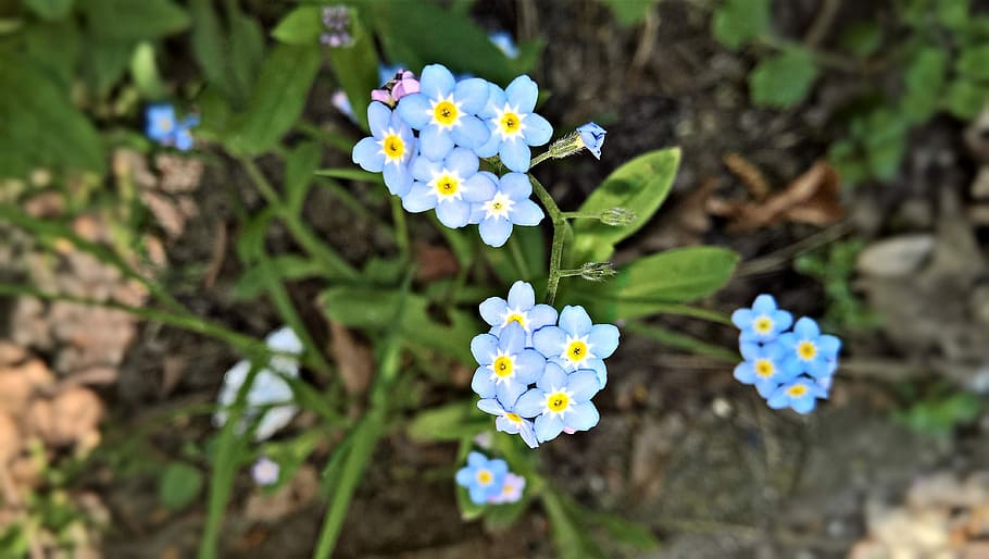 selective, focus photography, blue, forget-me-not flowers, bloom, flowers, forget me not, spring flowers, bright blue flowers, small