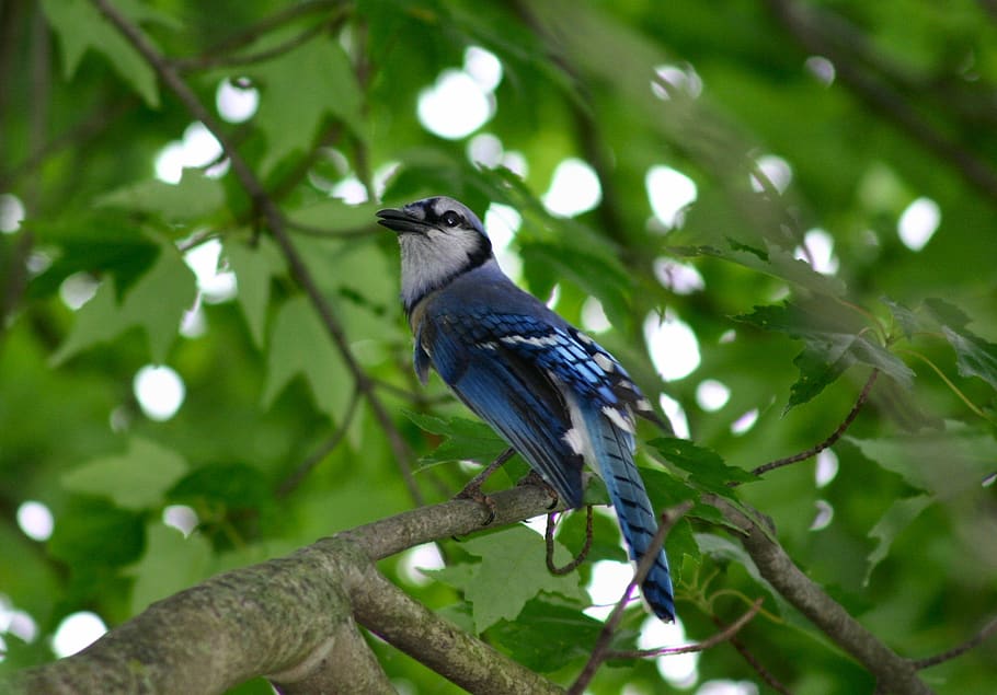 blue jay, bird, feathered, animal, colorful, beautiful, wild life, nature, tree branch, animal themes