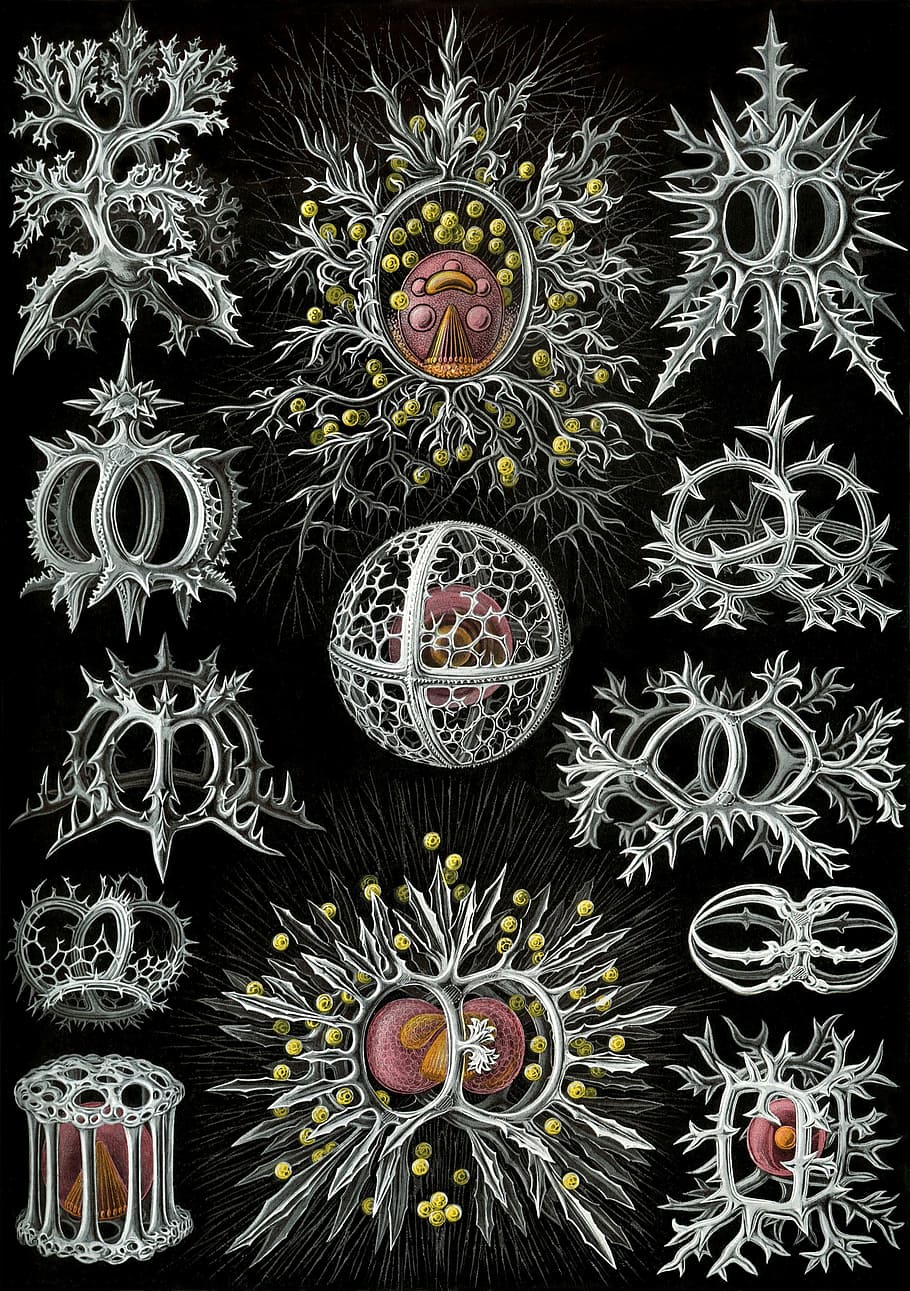 single celled organisms, radiolarians, radiolaria, stephoidea, haeckel, endoskeleton, pattern, black background, art and craft, full frame
