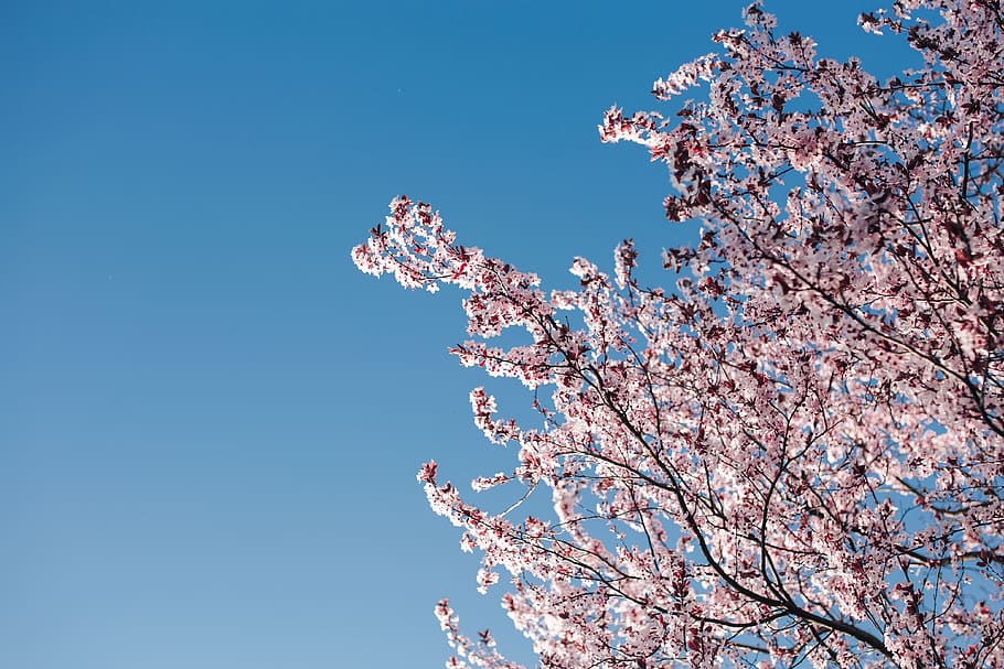 flowers, flora, blue sky, blooming, spring, blossom, twig, branch, Pink, flower