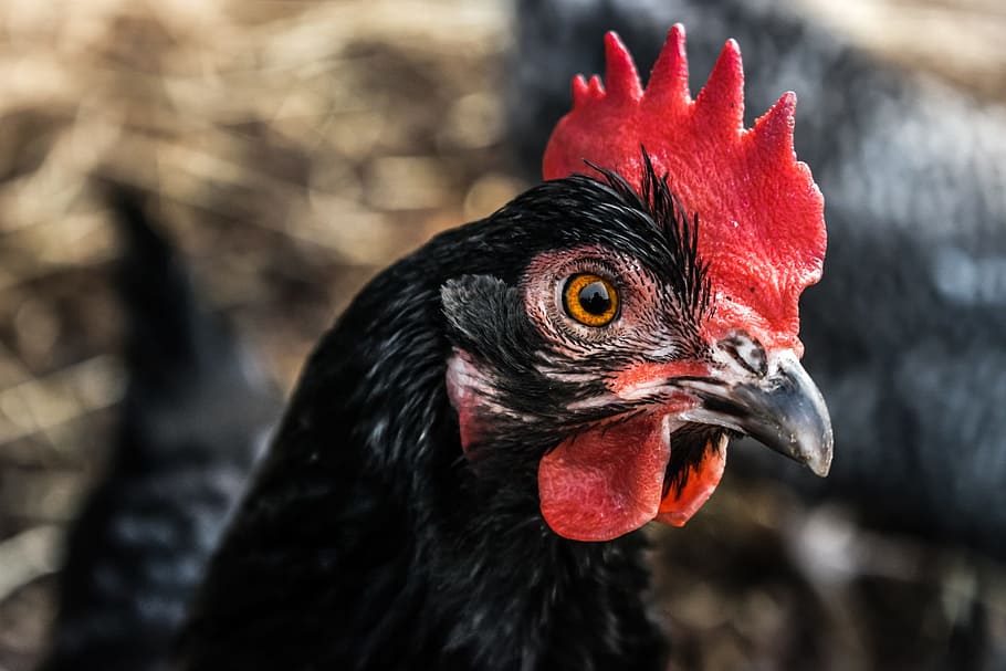 shallow, focus photography, black, red, rooster, selective focus, photography, black rooster, alive, chicken