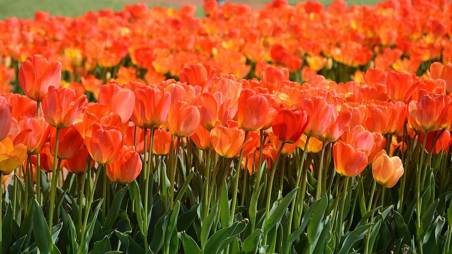 tulips, park, red, plant, nature, flower, spring, macro, vivid color, beautiful